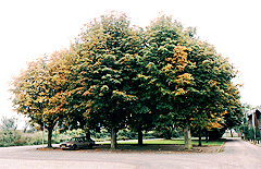 The chestnuttrees in the Wolfsdonken, september 2001